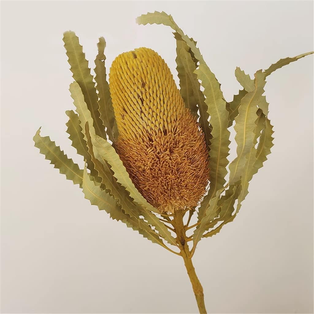 Preserved Banksia Serrata Flower for Elegant Crafts