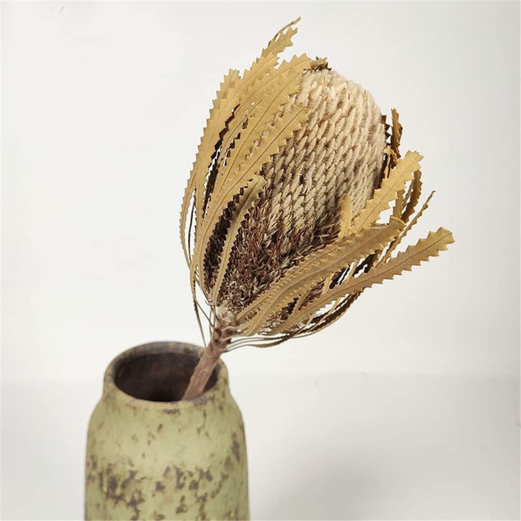 Everlasting Preserved Banksia Serrata Flowers