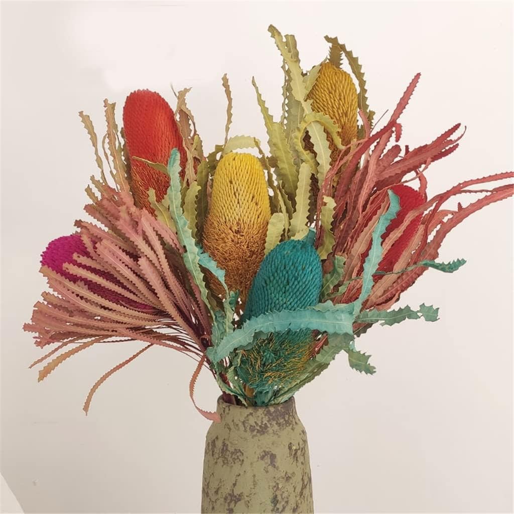 Everlasting Preserved Banksia Serrata Flowers