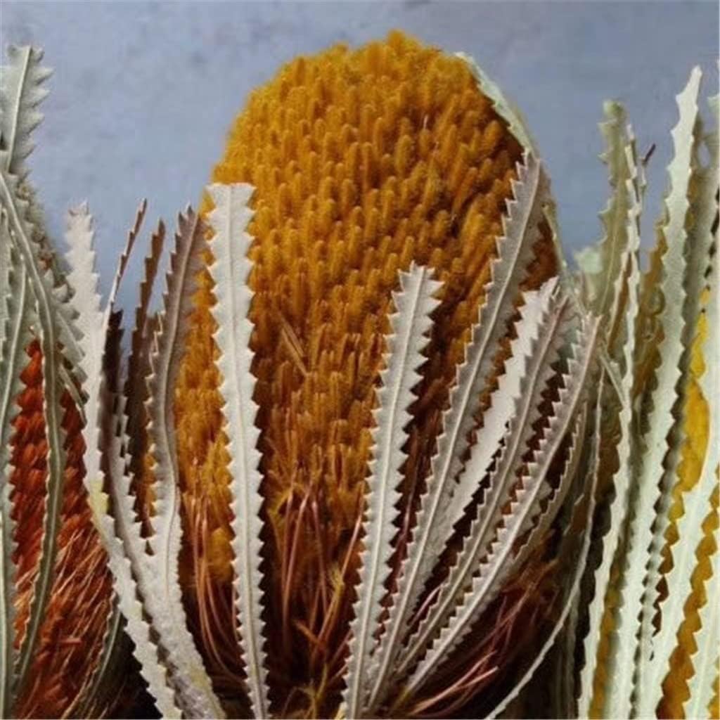 Everlasting Preserved Banksia Serrata Flowers