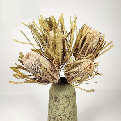 Preserved Banksia Serrata Flower for Elegant Crafts